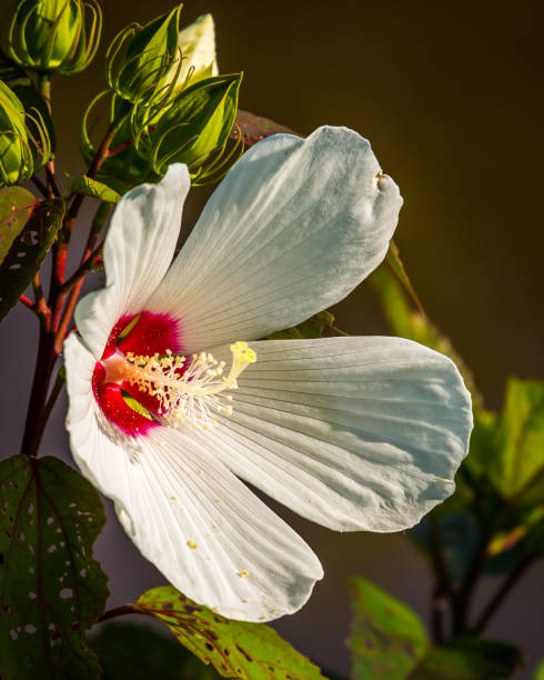 istock Beautiful flowers in the garden 1159887984