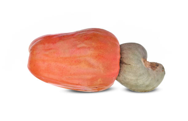 istock Red cashew fruit isolated on white background 1159888820