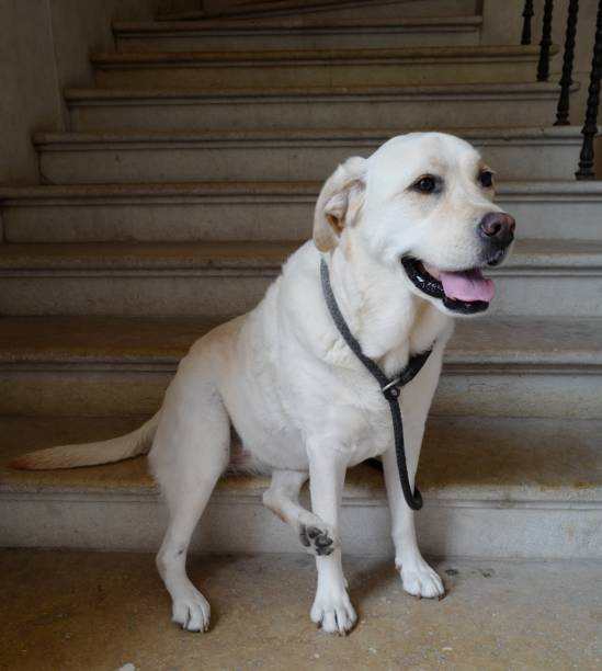 istock Labrador Retrievers in Salzburg 1159888888
