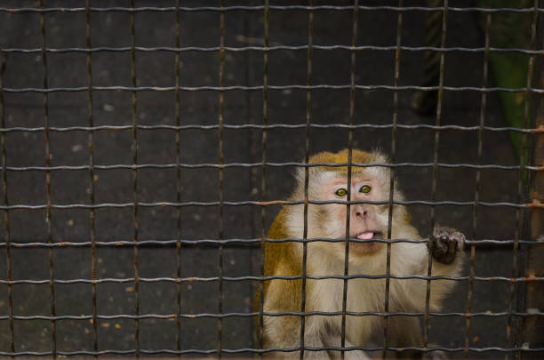 istock Monkey in the cage, showing tongue 1159889183