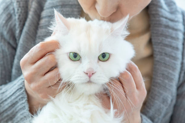 istock My cute cat cute and pretty 1159889277