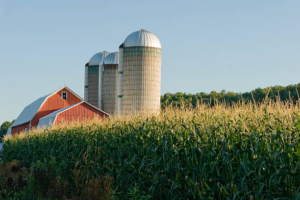 Red Barn in Corn Field 3 Red Barn with Three Silos almost buried in a field of high, ripe corn in New York State. clear sky usa tree day stock pictures, royalty-free photos & images