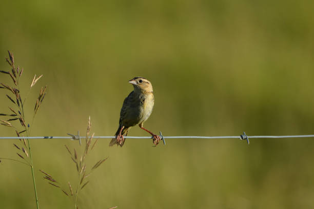 istock Bobolink bird female 1159893980