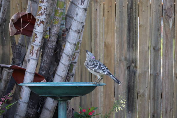 Focus on Australian bower bird on bird bath in backyard garden bed