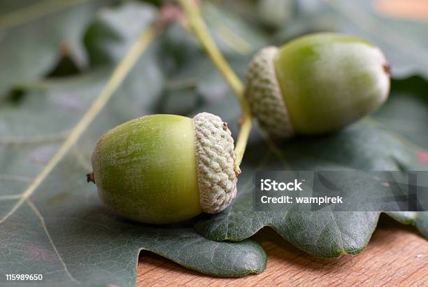 Acorns Stock Photo - Download Image Now - Sessile Oak, Acorn, Live Oak Tree