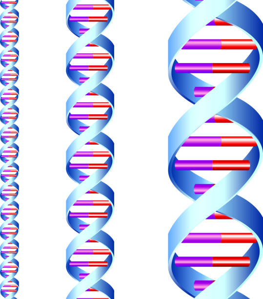 ilustrações, clipart, desenhos animados e ícones de dna strand - dna science high scale magnification magnification