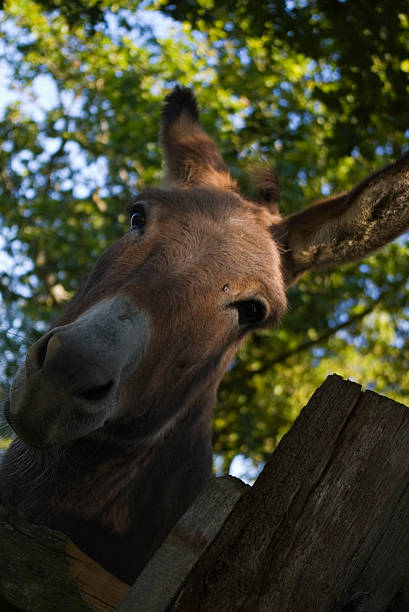 Donkey stock photo