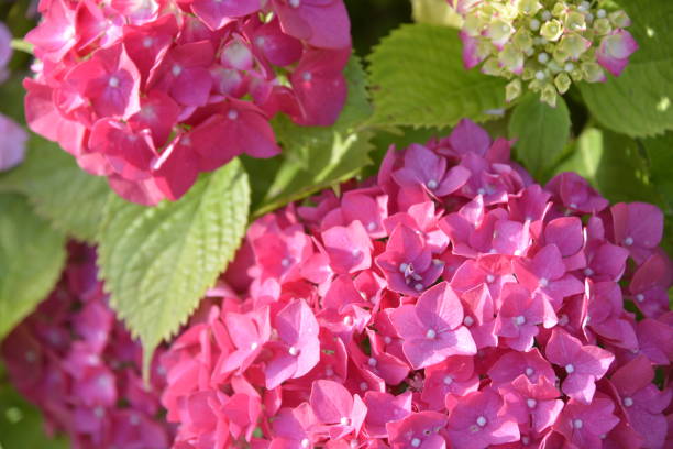 istock Pink flowers and buds in Hydrangea inflorescence 1159901419