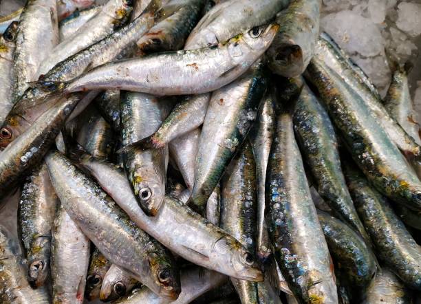 istock Lot of sardines 1159903149