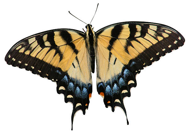 istock Flat Tiger Swallowtail Butterfly With Clipping Path On White 115990319
