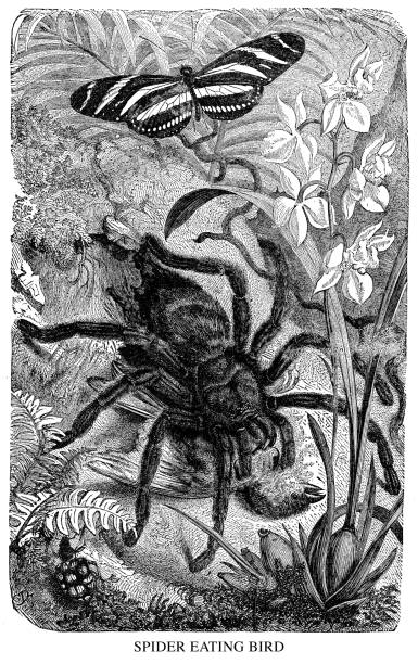 ilustraciones, imágenes clip art, dibujos animados e iconos de stock de spider eating bird - victorian style engraved image lepidoptera wildlife