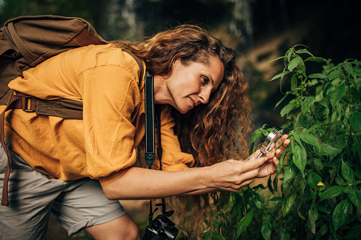 One woman, lady explorer and biologist using magnifying glass in nature alone.