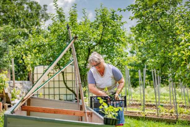 istock Mature Woman Gardening in Springtime 1159907341