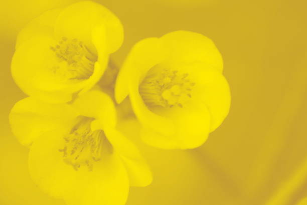 Flower Nature Background in a Minimalist Monochrome or Duotone Look for a Modern Style.