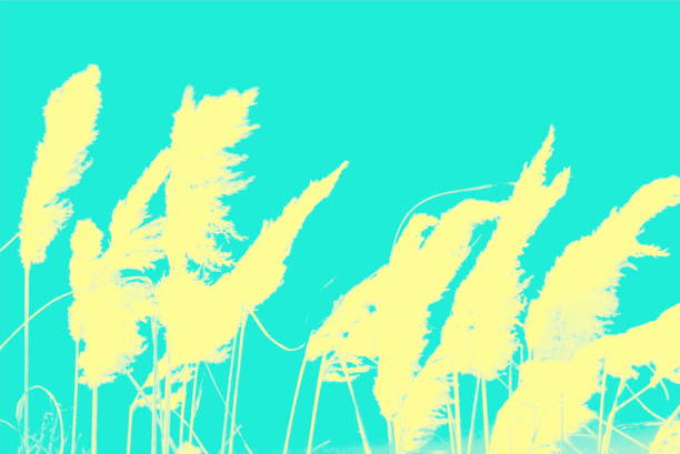 istock Pampas Grass in a Minimalist Monochrome Style 1159909212