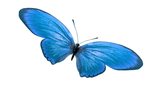istock tropical blue butterfly. isolated on white background 1159909228