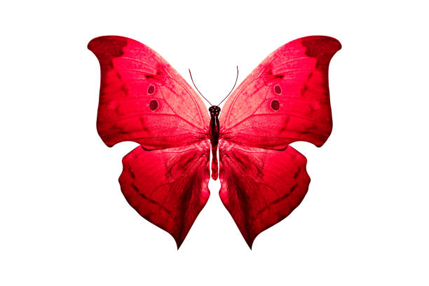 istock red butterfly isolated on white background. tropical insect. template for design 1159909288