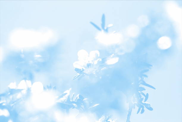Manuka Flowers Nature Background in a Minimalist Monochrome or Duotone Look for a Modern Style.