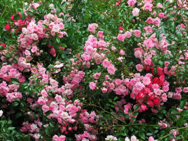 istock Pretty Pink Rose Bush In the Park Garden 2019 1159909426