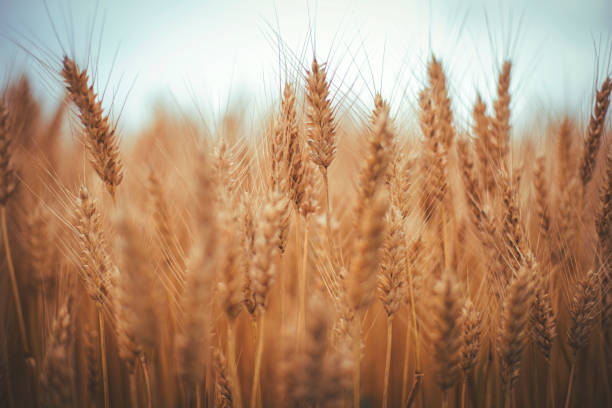 istock Golden wheat field and sunny day 1159909813