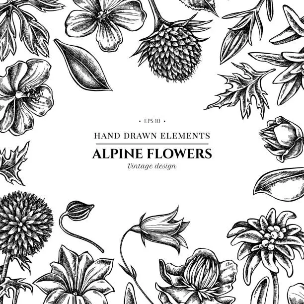 Vector illustration of Floral design with black and white bellflower, edelweiss, globethistle, globeflower, meadow geranium, gentiana
