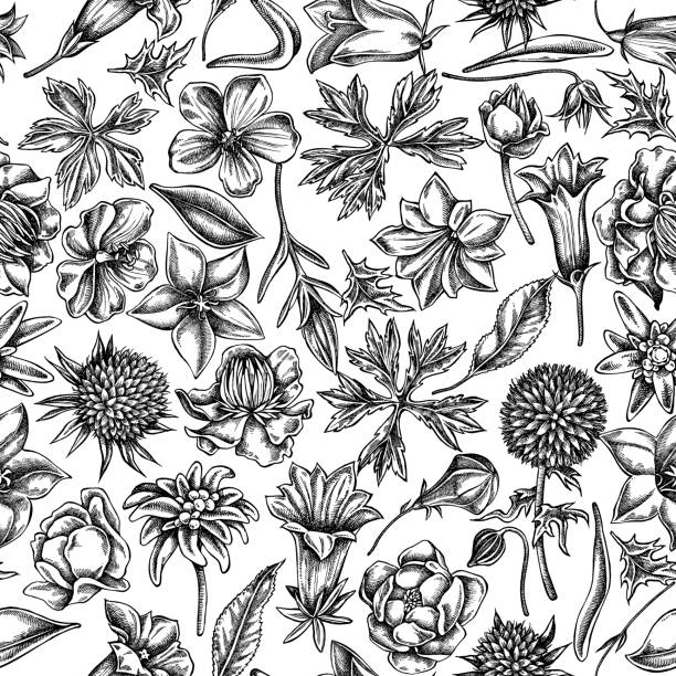 illustrations, cliparts, dessins animés et icônes de motif sans couture avec le clocher noir et blanc, edelweiss, globethiste, globe-fleur, géranium de prairie, gentiana - alpine flower