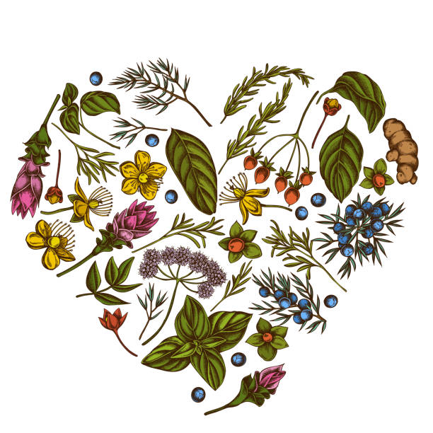 serce kwiatowy wzór z kolorowym angelica, bazylia, jałowiec, hipericum, rozmaryn, kurkuma - angelica plant flower uncultivated stock illustrations
