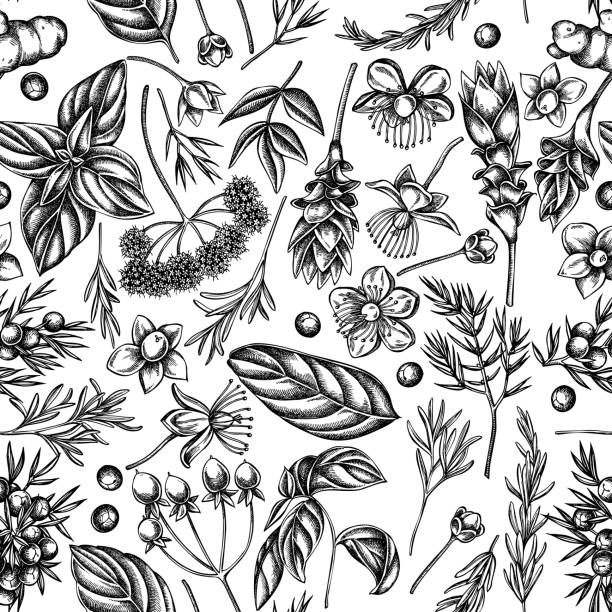 bezszwowy wzór z czarno-białą angeliką, bazylią, jałowcem, hipericum, rozmarynem, kurkumą - angelica plant flower uncultivated stock illustrations