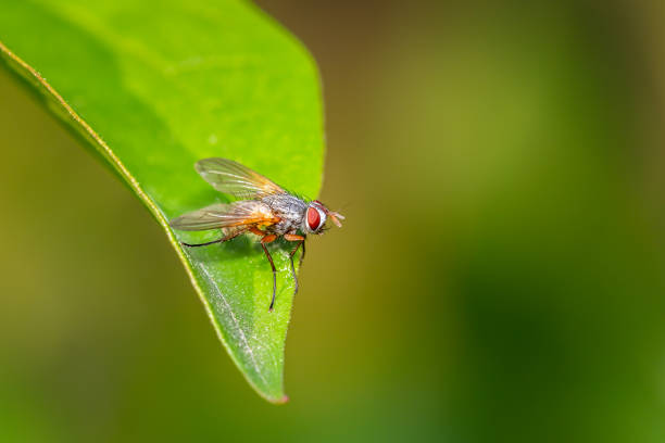 istock Small tachinidae fly resting on a green leaf 1159911319