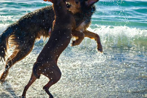 istock Two Dogs Play on the Beach 1159914138