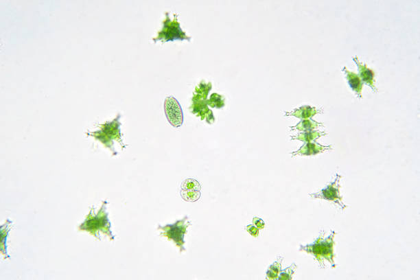 istock Freshwater aquatic plankton under microscope view in laboratory. 1159916107