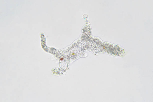 Amoeba proteus this small protozoan uses tentacular protuberances called pseudopodia to move and phagocytose smaller unicellular organisms.
