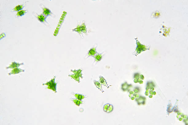 istock Freshwater aquatic plankton under microscope view in laboratory. 1159916119
