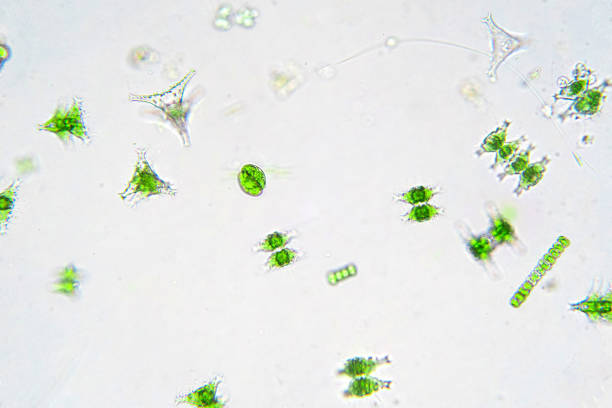 istock Freshwater aquatic plankton under microscope view in laboratory. 1159916120