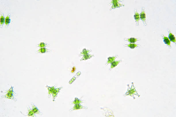 istock Freshwater aquatic plankton under microscope view in laboratory. 1159916121