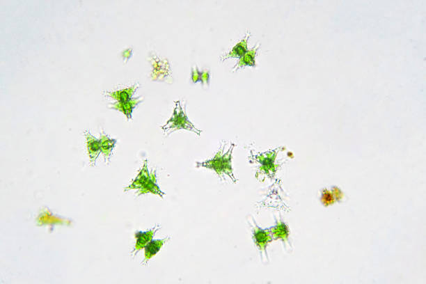 istock Freshwater aquatic plankton under microscope view in laboratory. 1159916127
