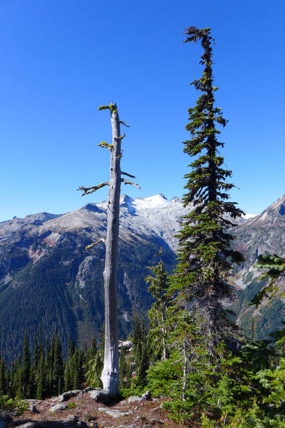 istock Robin Lakes Trail, Alpine Lakes Wilderness 1159923108