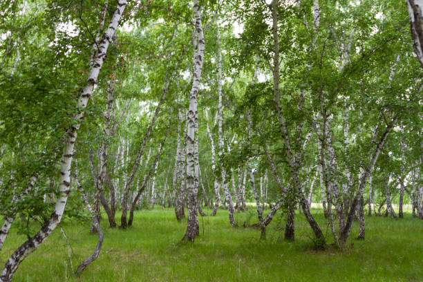 istock Beautiful birch grove in summer 1159923388