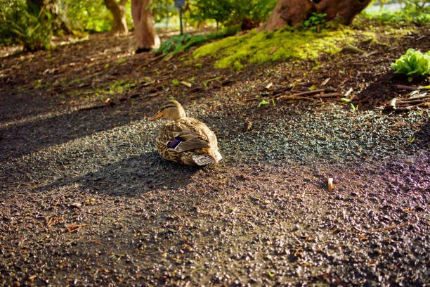 Two sitting ducks in Rhodedendron Crystal Springs Garden, Portland Oregon