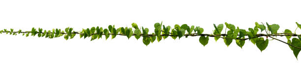 escalada da planta de videira isolada no fundo branco. trajeto de grampeamento - ivy vine isolated leaf - fotografias e filmes do acervo