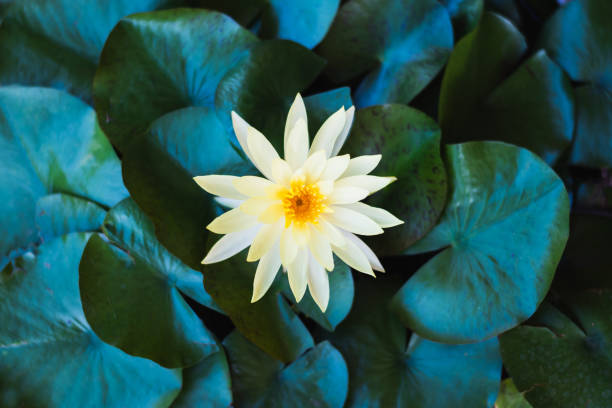 istock lotus flower in water tank 1159926481