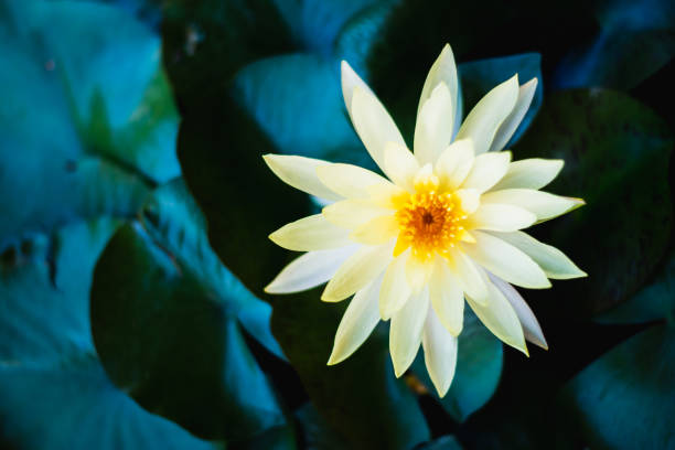 istock lotus flower in water tank 1159926486