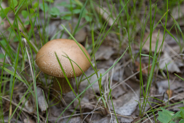 macro image of mushroom growing in the green grass