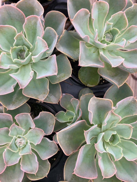 istock Succulents in plant nursery 1159927381