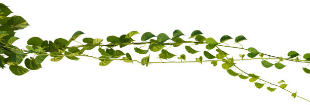 istock vine plant climbing isolated on white background. Clipping path 1159928417