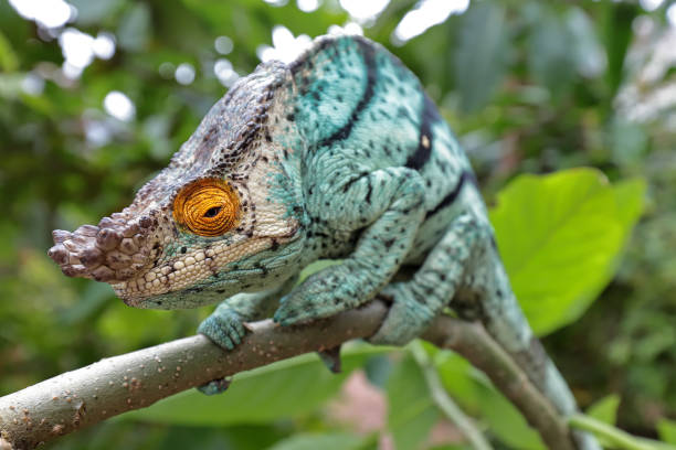 남성 파슨스 카멜레온 - chameleon reptile madagascar animal 뉴스 사진 이미지