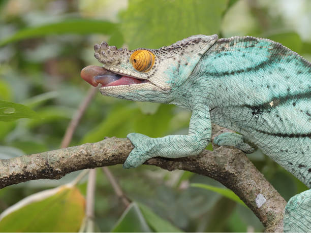 istock Male Parson's Chameleon catching prey 1159929378