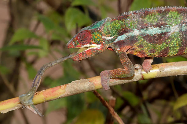 istock Male Panther Chameleon 1159929404