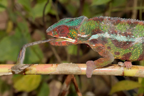 istock Male Panther Chameleon 1159929428