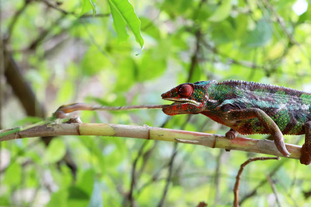 istock Male Panther Chameleon 1159929457
